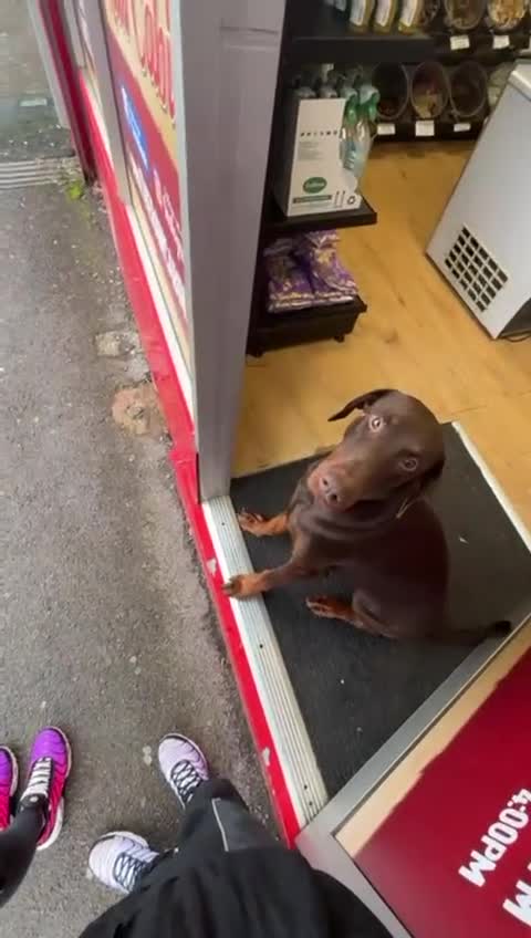 Dobermann dogs for sale: 3 & 3/4yrs Chocolate & Red Rust KC Male Dobermann - Video 2