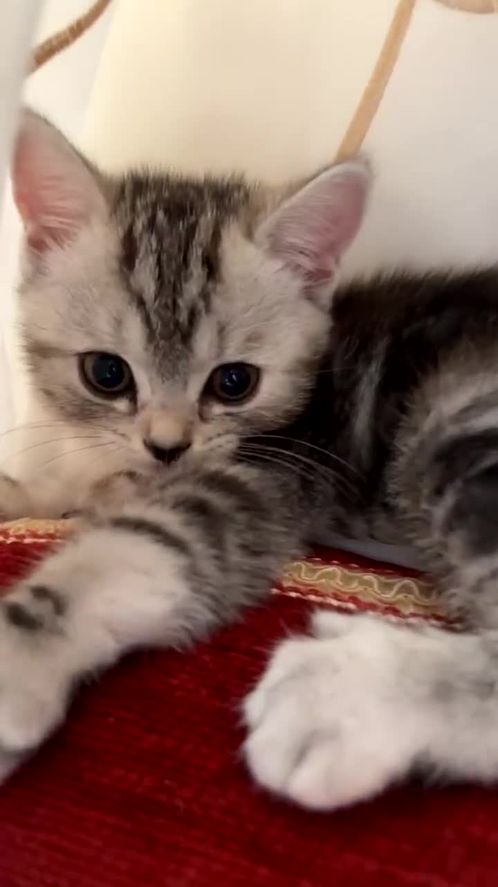 British Shorthair cats for sale: Mom and baby boy - Video 3