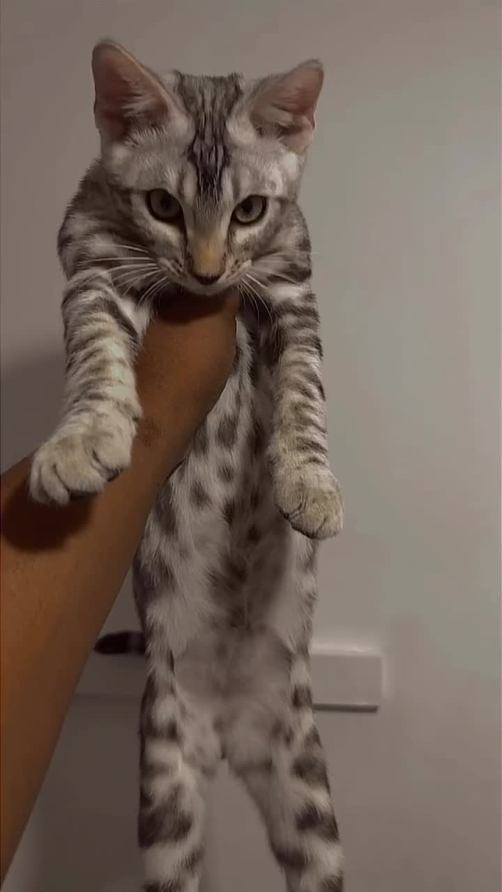 Bengal cats for sale: Adorable Kittens Ready Now! Meet Your New Bestie😻 - Video 2
