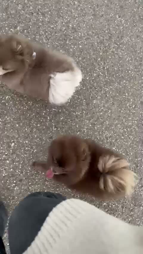 Pomeranian dogs for sale: Beautiful lilac adult girl 💜 - Video 3