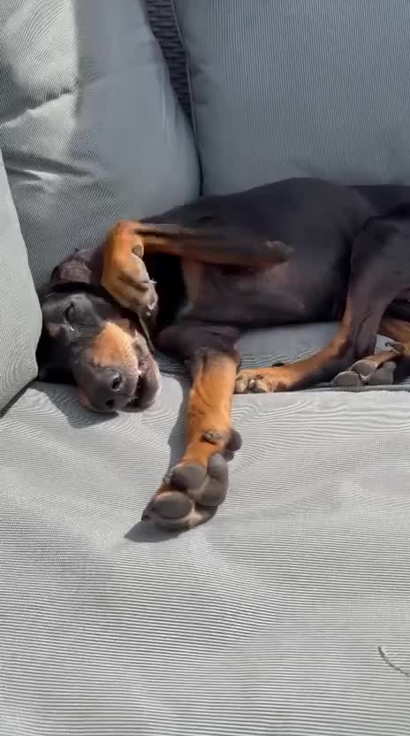 Mixed Breed dogs for adoption: Stella the sweet hound ready for adoption in Welshpool - Video 1