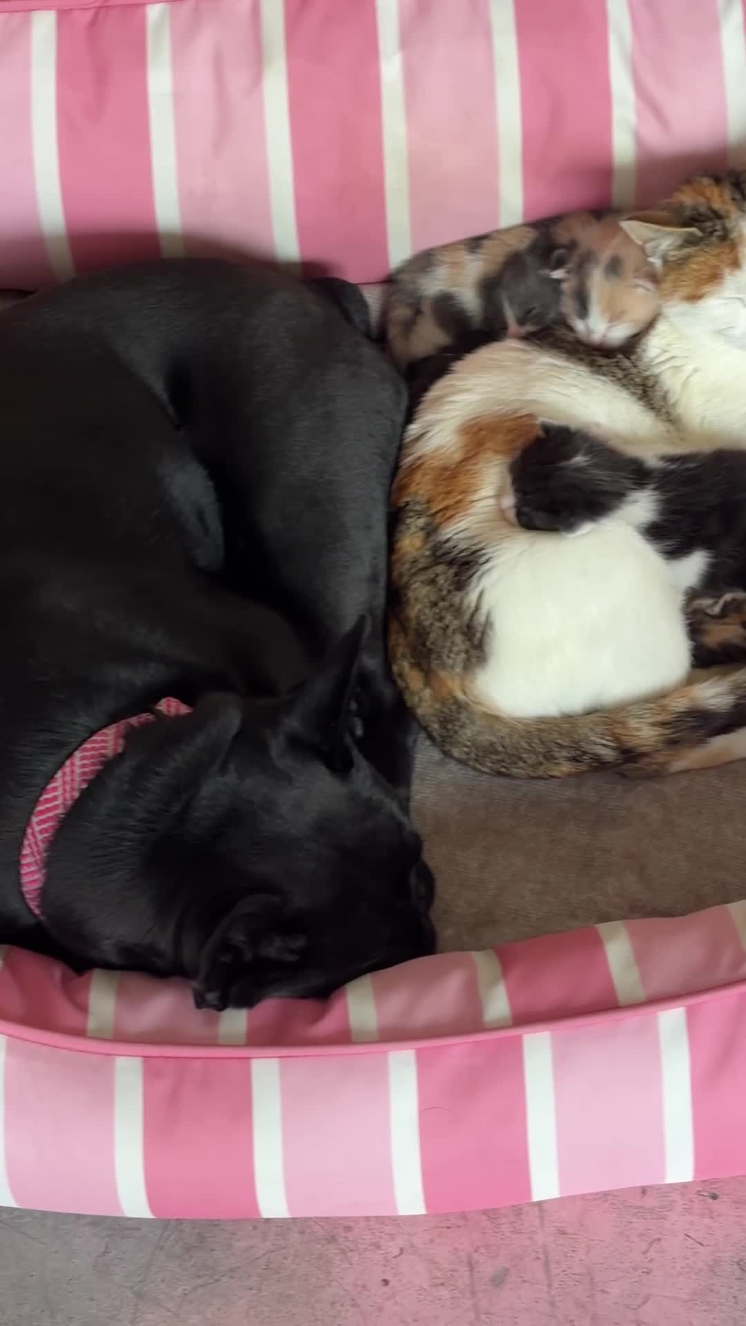 Domestic Shorthair cats for sale: 4 Female kitten  - Video 1