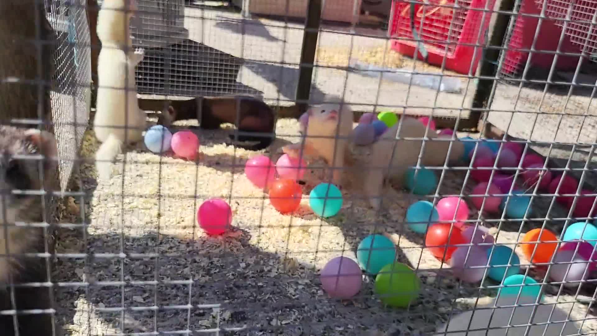 Ferret rodents for sale: Workers/ semi angoras  - Video 1