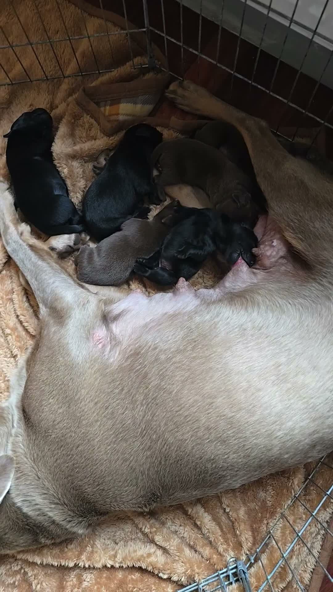 Labrador Retriever dogs for sale: Lovely playfull kc labrador puppies for sale - Video 2