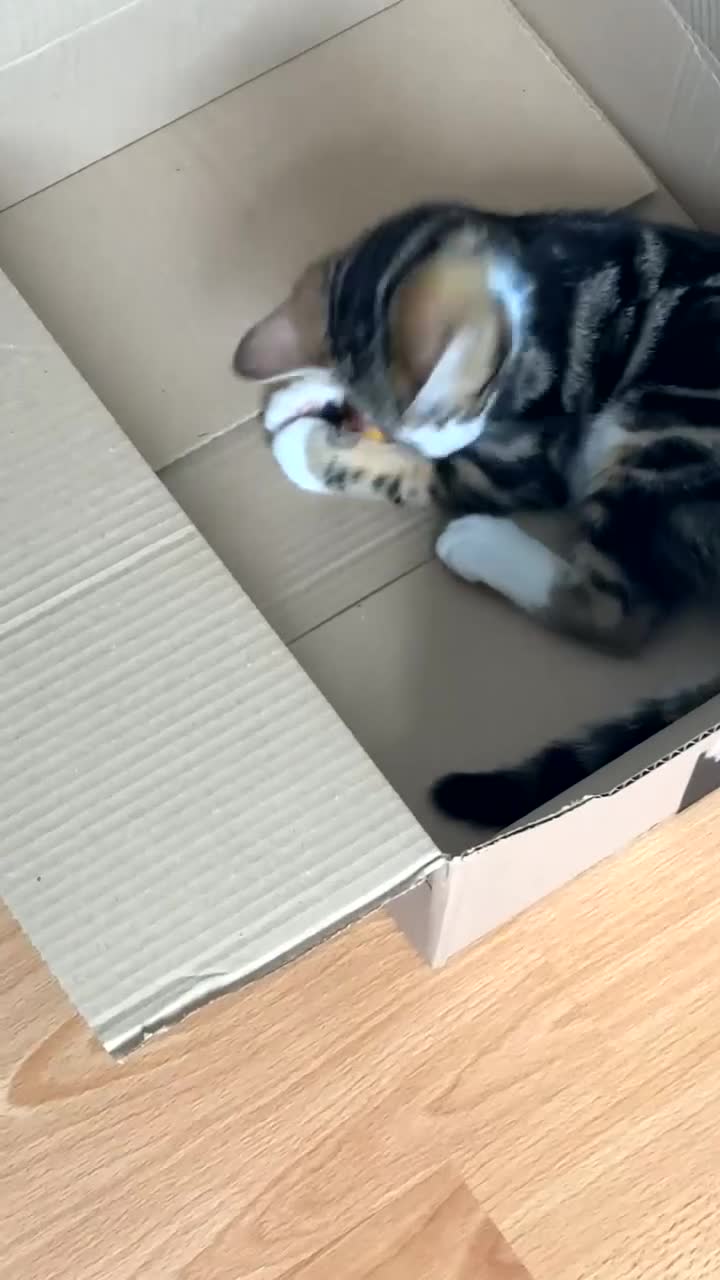 Mixed Breed cats for sale: Beautiful tabby cat looking for a forever home - Video 1
