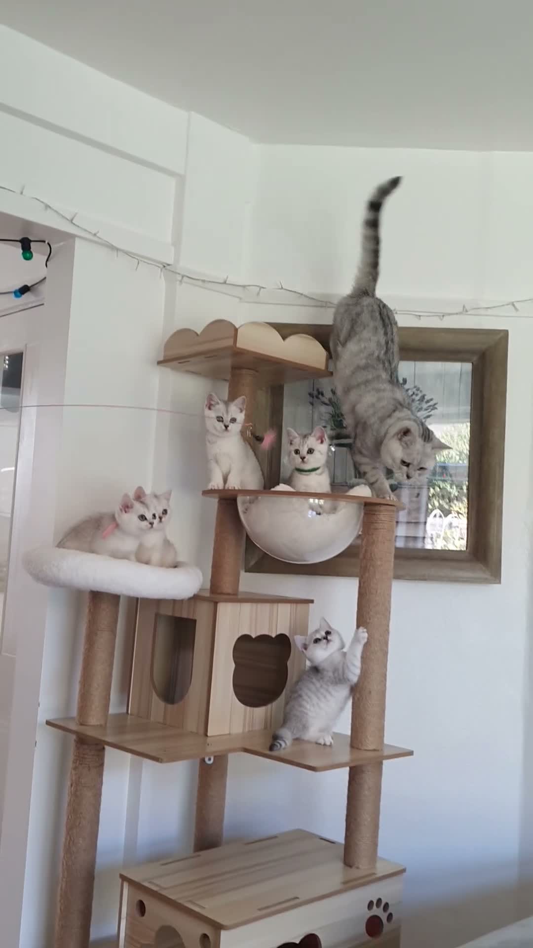 British Shorthair cats for sale: ✨British Shorthair Silver‑Shaded Chinchilla Kitten - Video 3