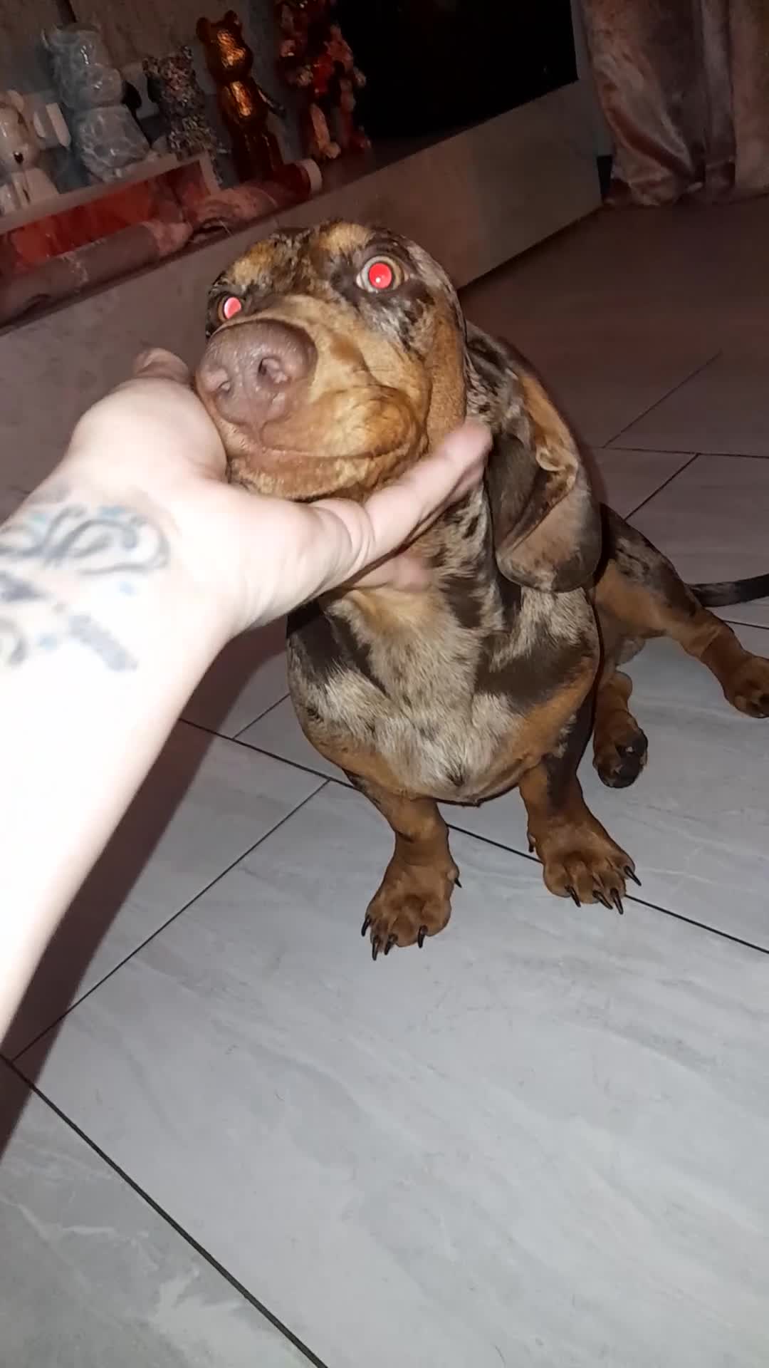 Miniature Dachshund dogs for sale: Rolo & isabella looking for there forever home  - Video 1