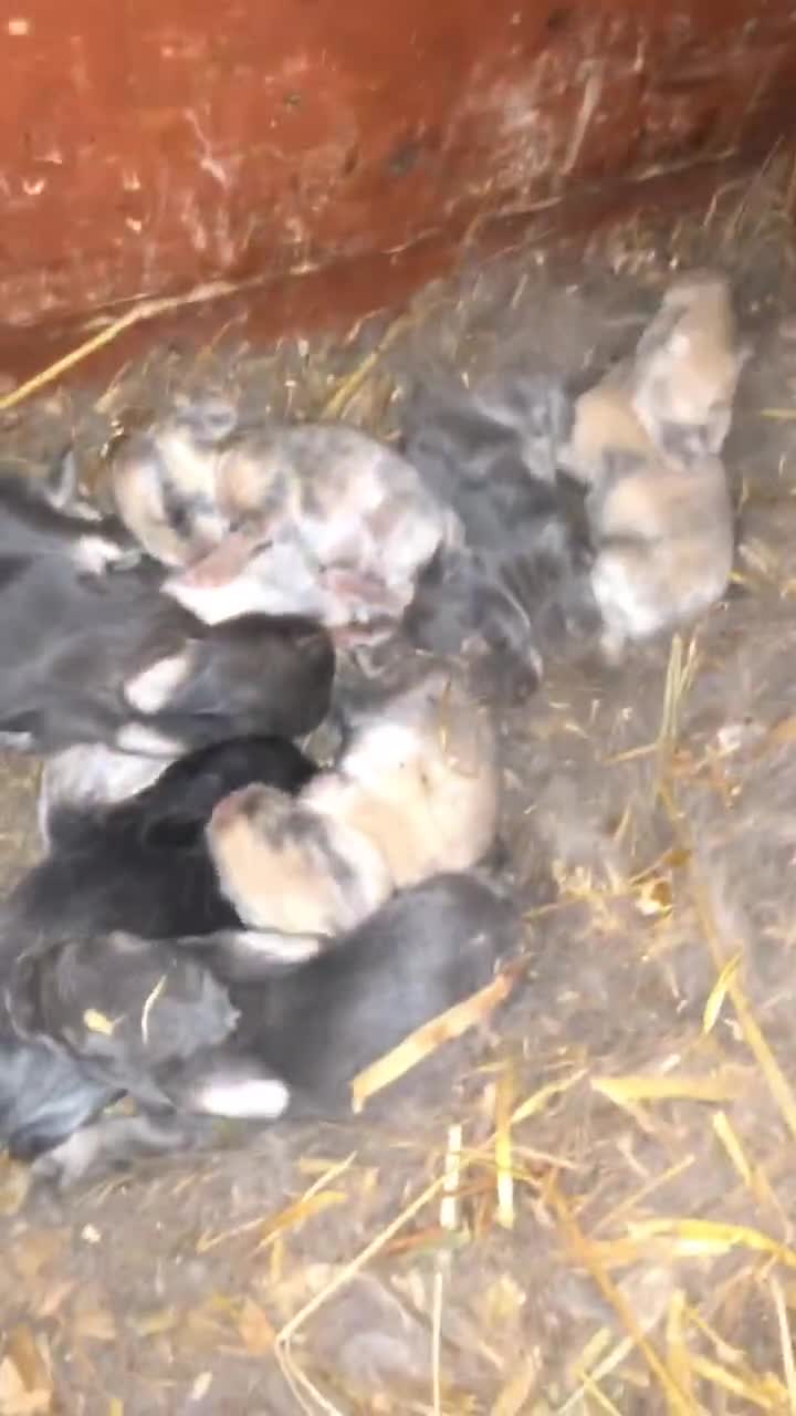Continental Giant rabbits for sale: Continental giants  - Video 1