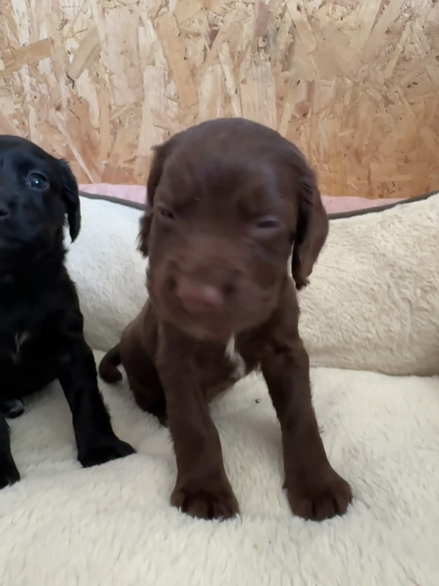 Cocker Spaniel dogs for sale: KC working cocker spaniels  in Malvern - Video 1