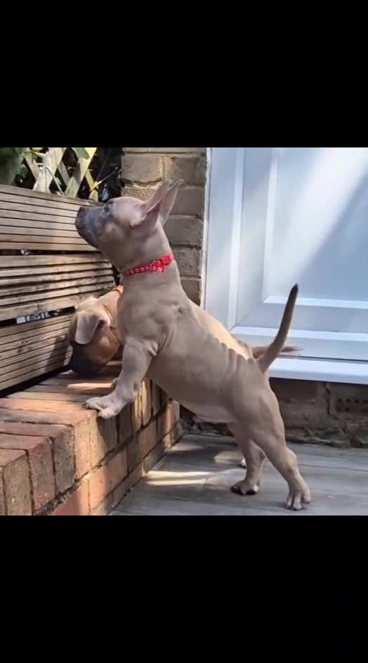 American Bully dogs for sale: American Bully Puppies - Video 3