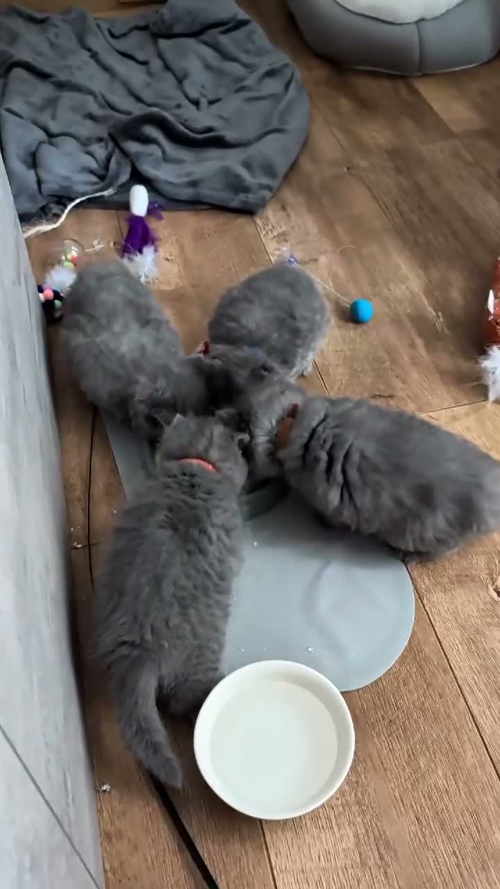 British Shorthair cats for sale: Purebred British Shorthair Kittens Available! - Video 1