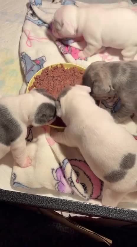 French Bulldog dogs for sale: Beautiful French bulldog pups - Video 2