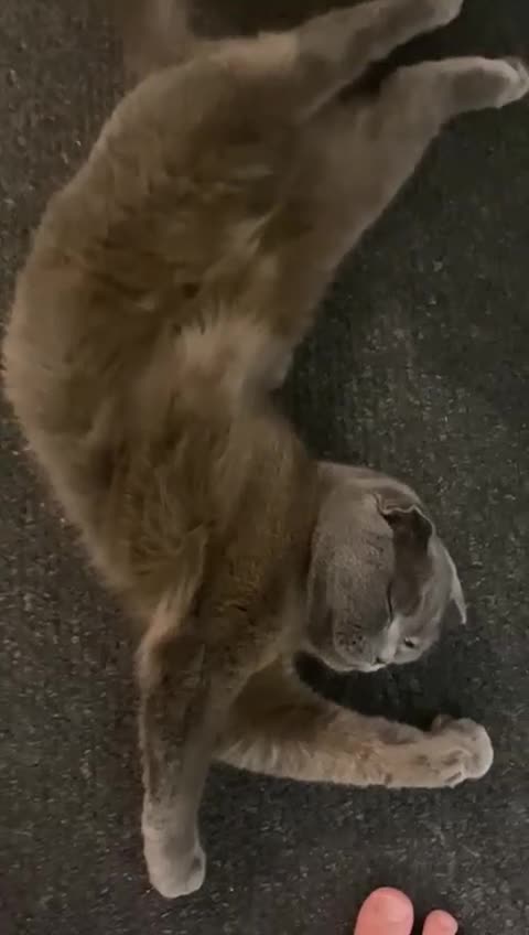 Mixed Breed cats for sale: House cat. British short hair and Scottish fold - Video 1