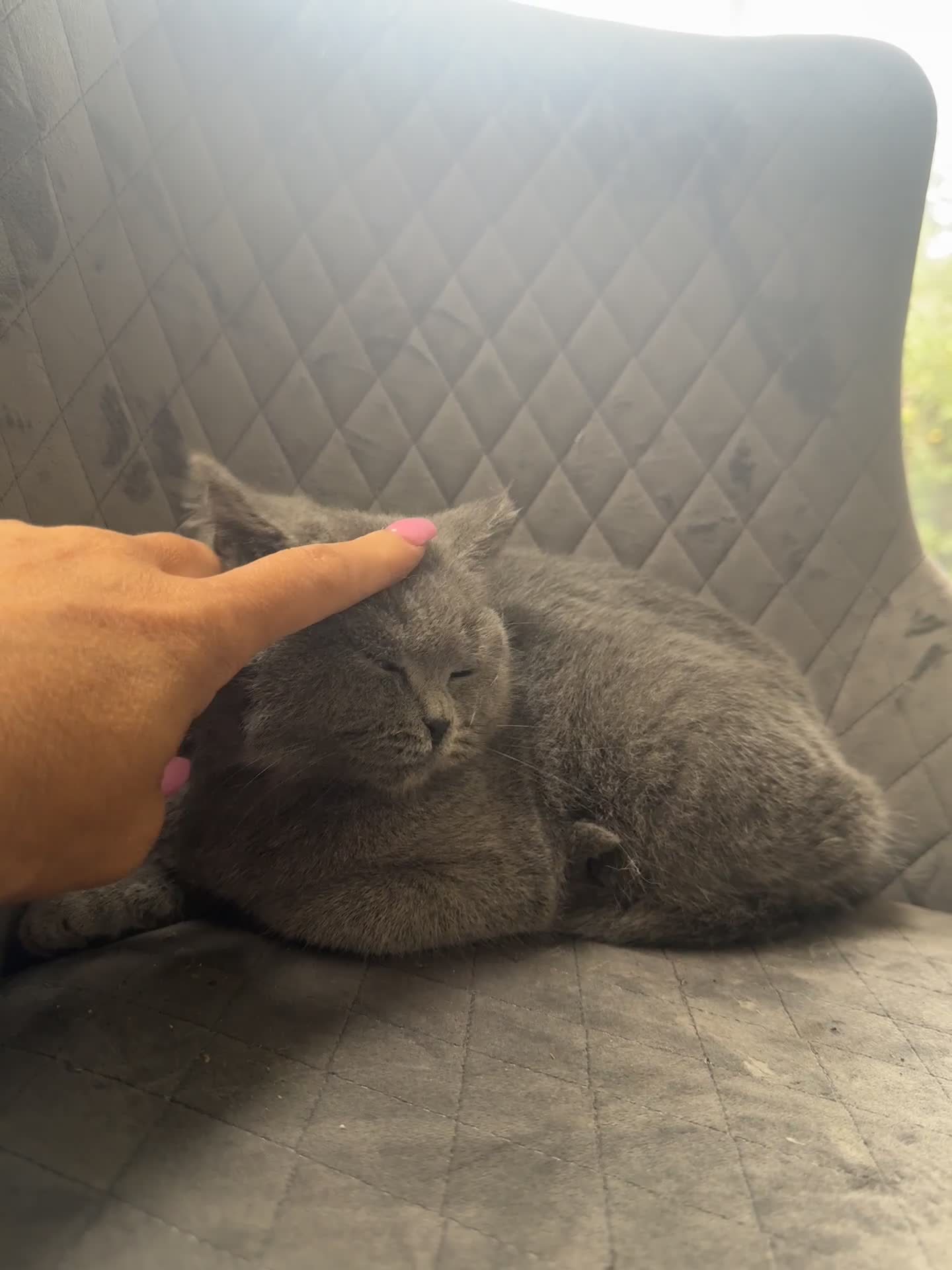 British Shorthair cats for sale: STUNNING pedigree solid blue 7month female kitten  - Video 1
