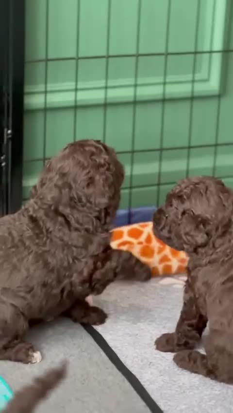 Cockapoo dogs for sale: 🤎 Chocolate Cockapoo’s 🤎 Health Tested 🤎 - Video 3