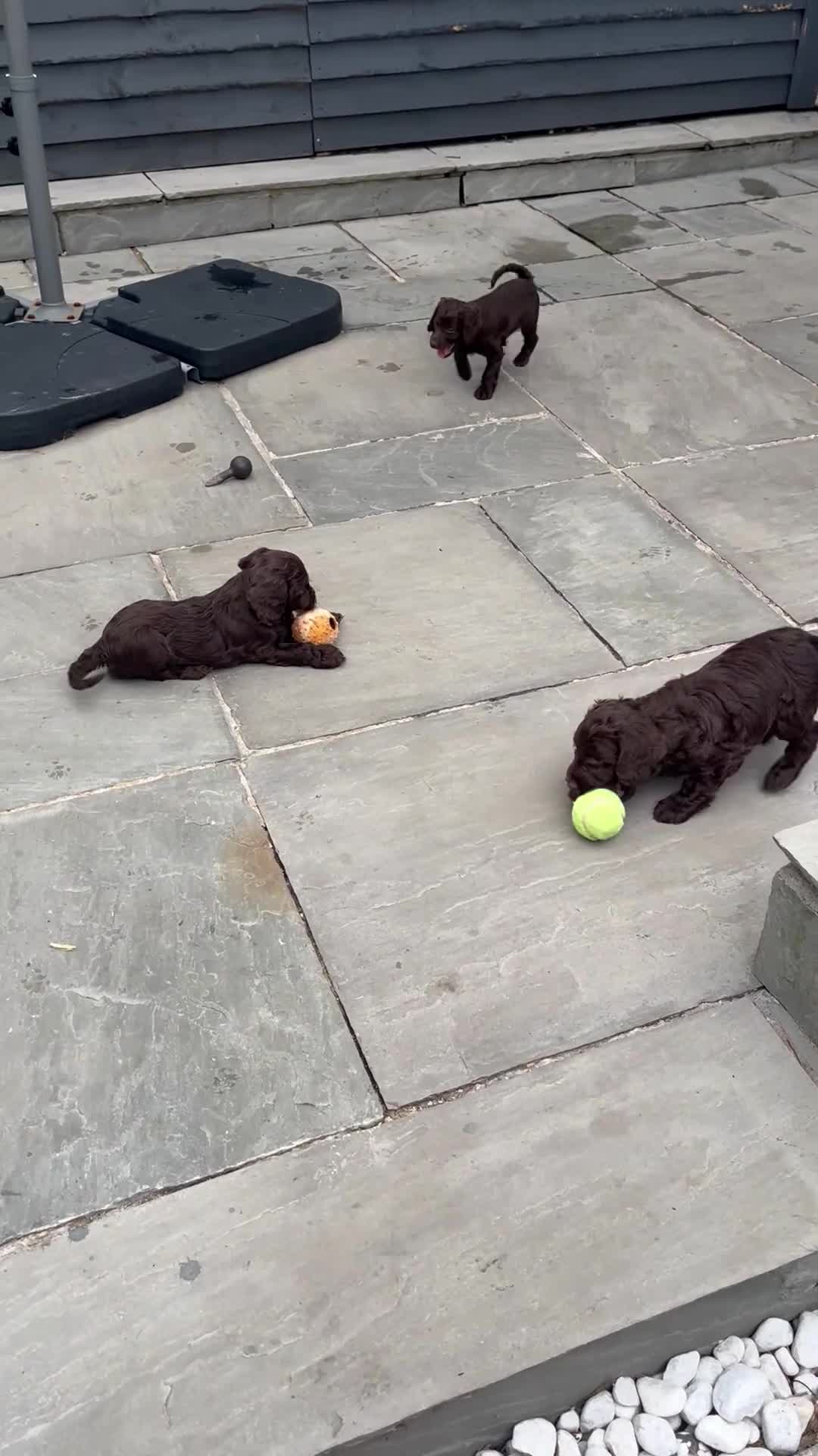 Cockapoo dogs for sale: Beautiful chocolate F1 cockapoo puppies  - Video 1
