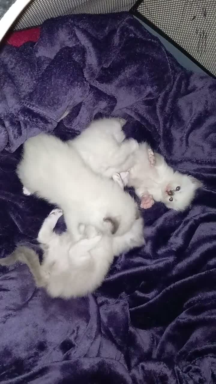 Ragdoll cats for sale: Two Ragdoll kittens available in Buckhurst Hill - Video 1