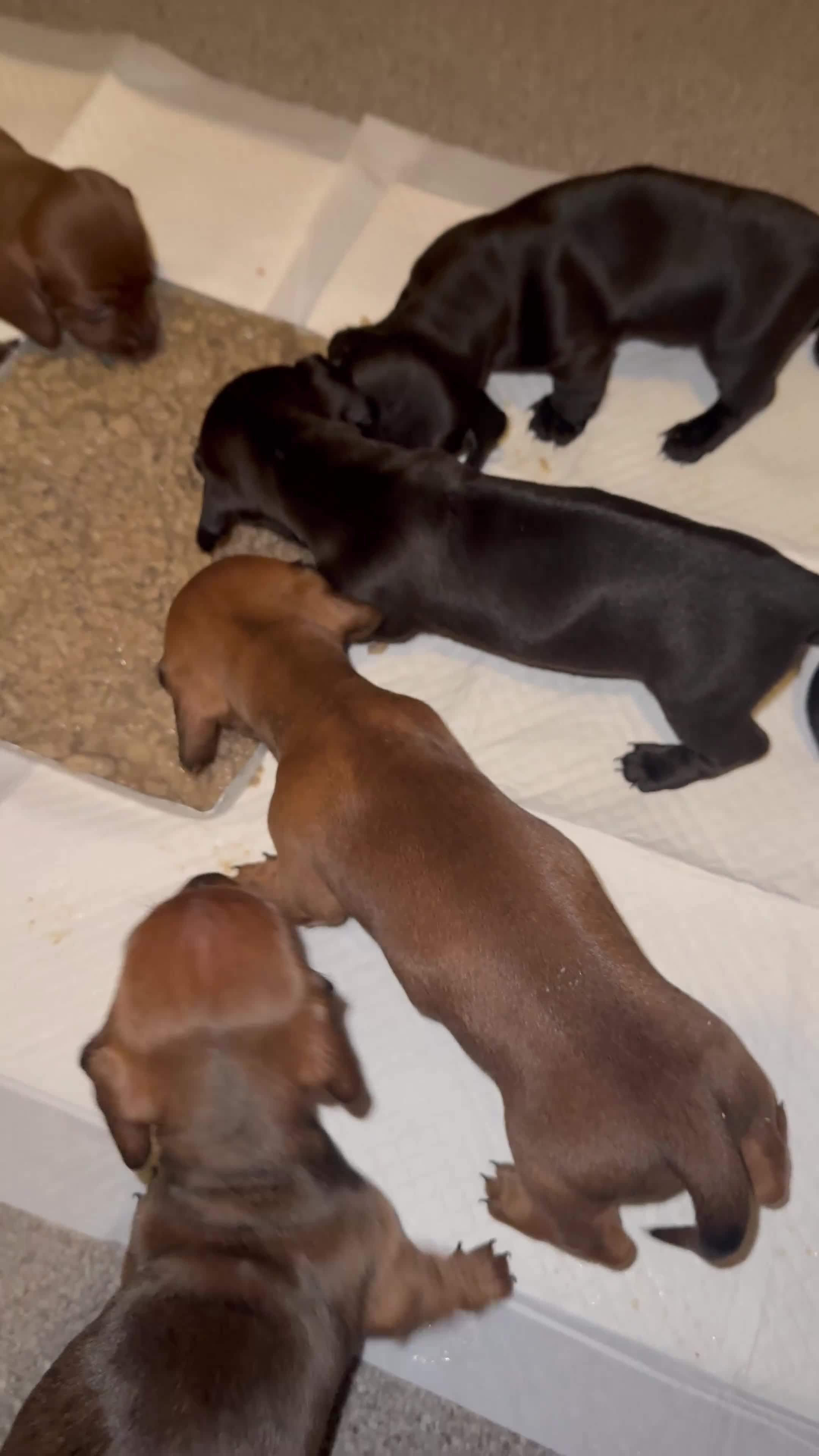 Dachshund dogs for sale: Miniature Dachshund Puppies  - Video 3
