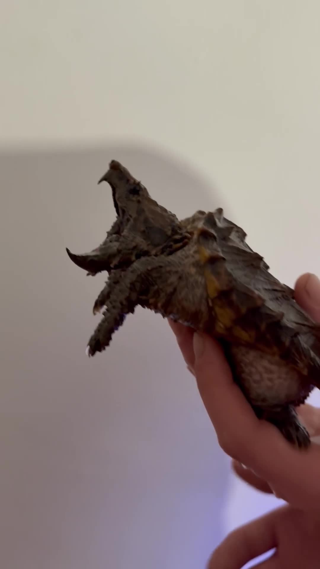 Turtle reptiles for sale: Jaw snapping turtle - Video 1
