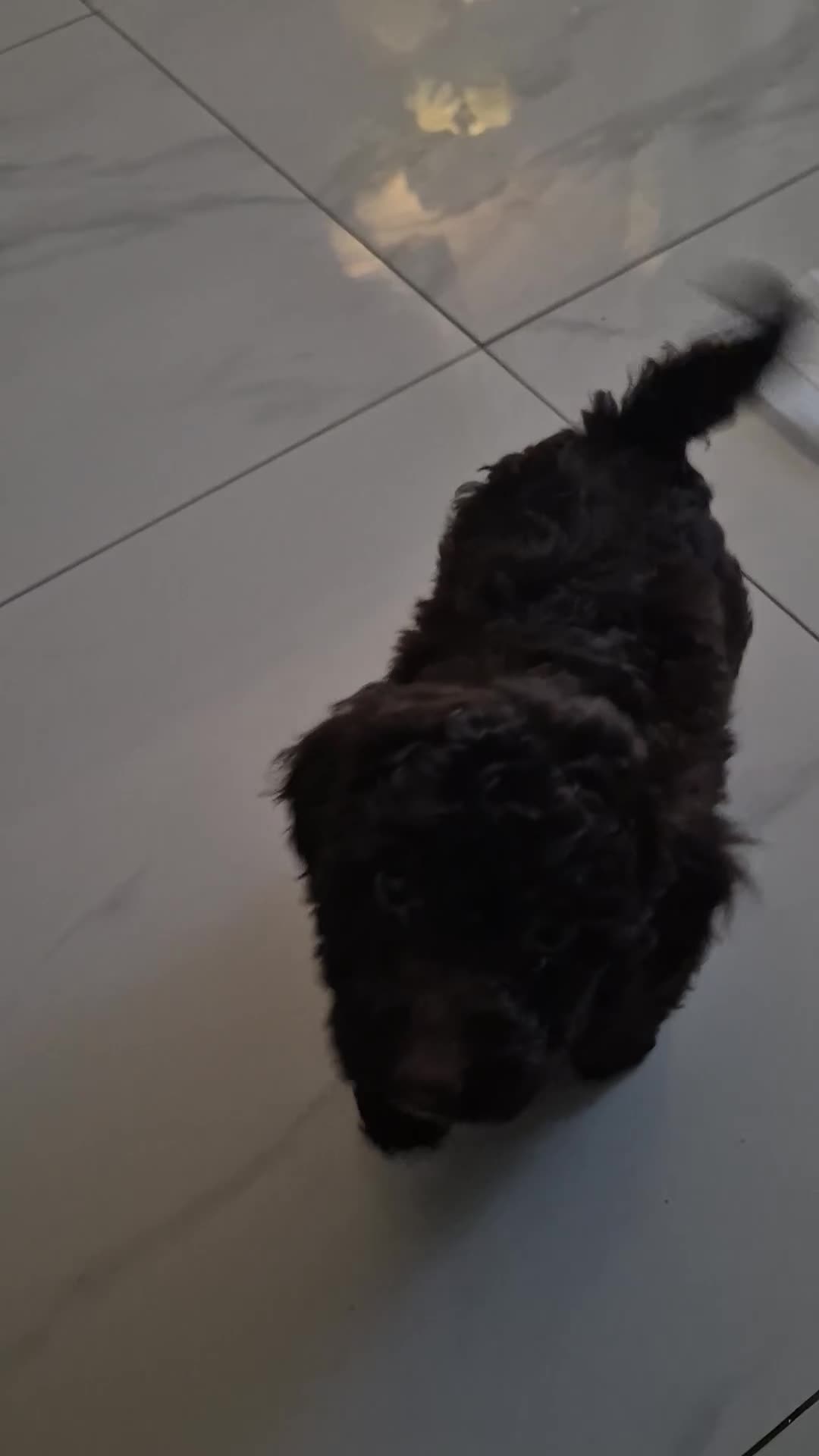 Cockapoo dogs for sale: F2 generation cockerpoo puppys  - Video 3