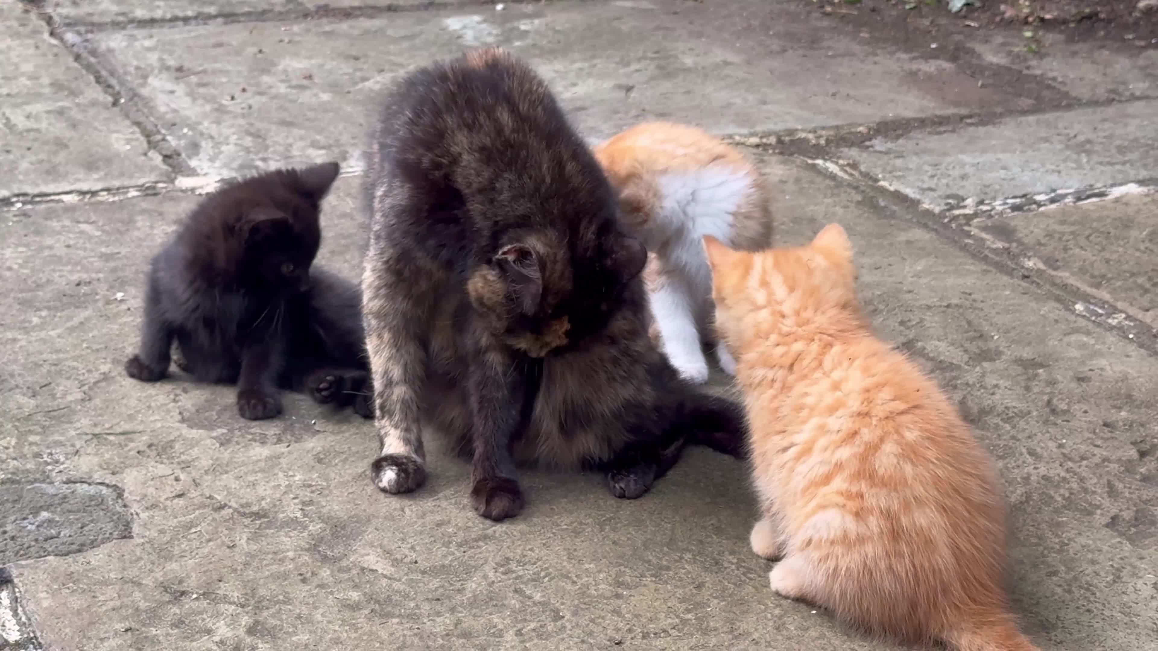 Mixed Breed cats for sale: Stunning Sheba female kitten - Video 2
