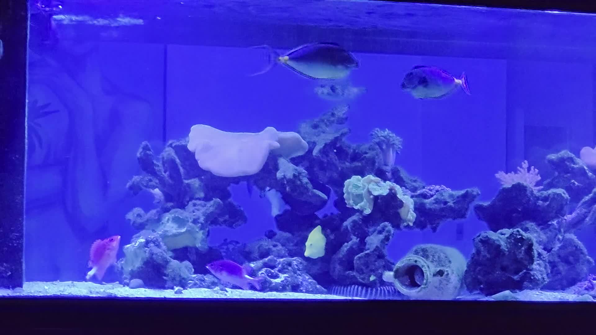 Angelfish fish for sale: Marine fish and coral - Video 1