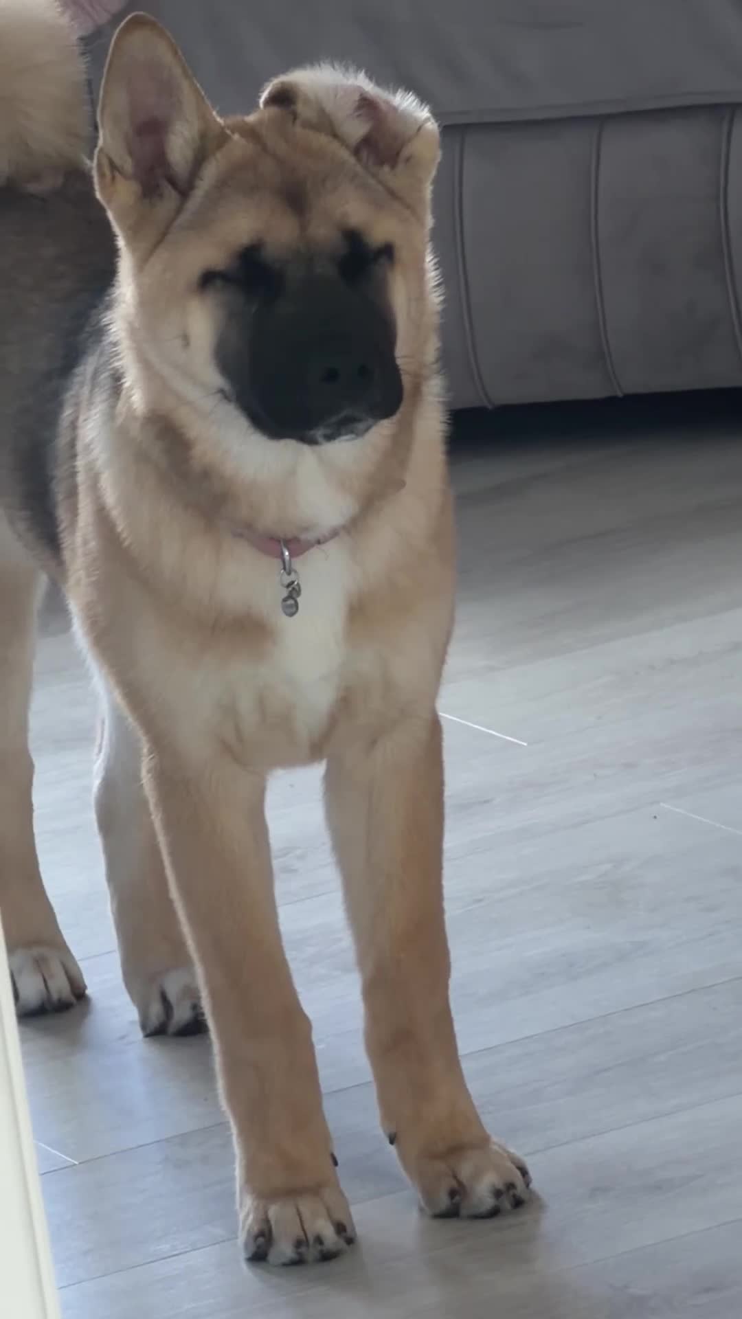 Akita dogs for sale: 8 months akita in Walsall - Video 3