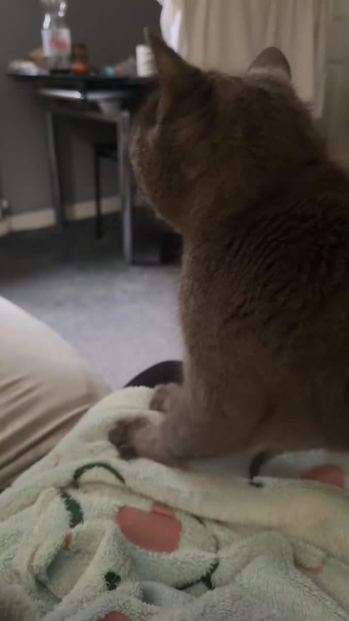 British Shorthair cats for sale: Beautiful Leia looking for her forever home! in Glenrothes - Video 1