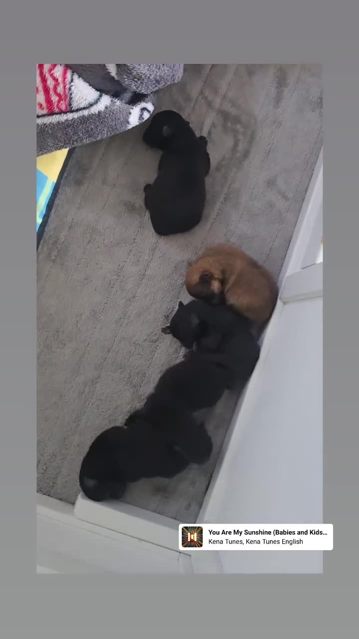 Pomeranian dogs for sale: Mini & Micro 4 boys💙&1 girl 💖 30+🏆 in lines - Video 1