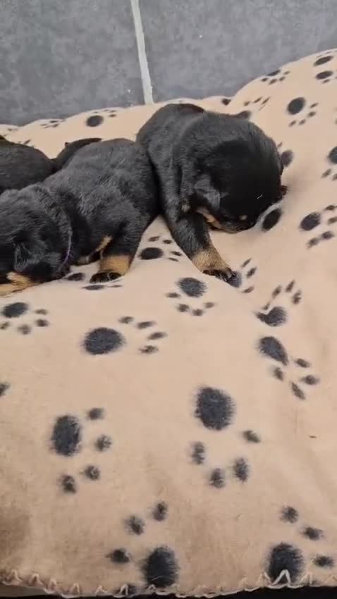 Rottweiler dogs for sale: Stunning Rottweiler puppys - Video 2