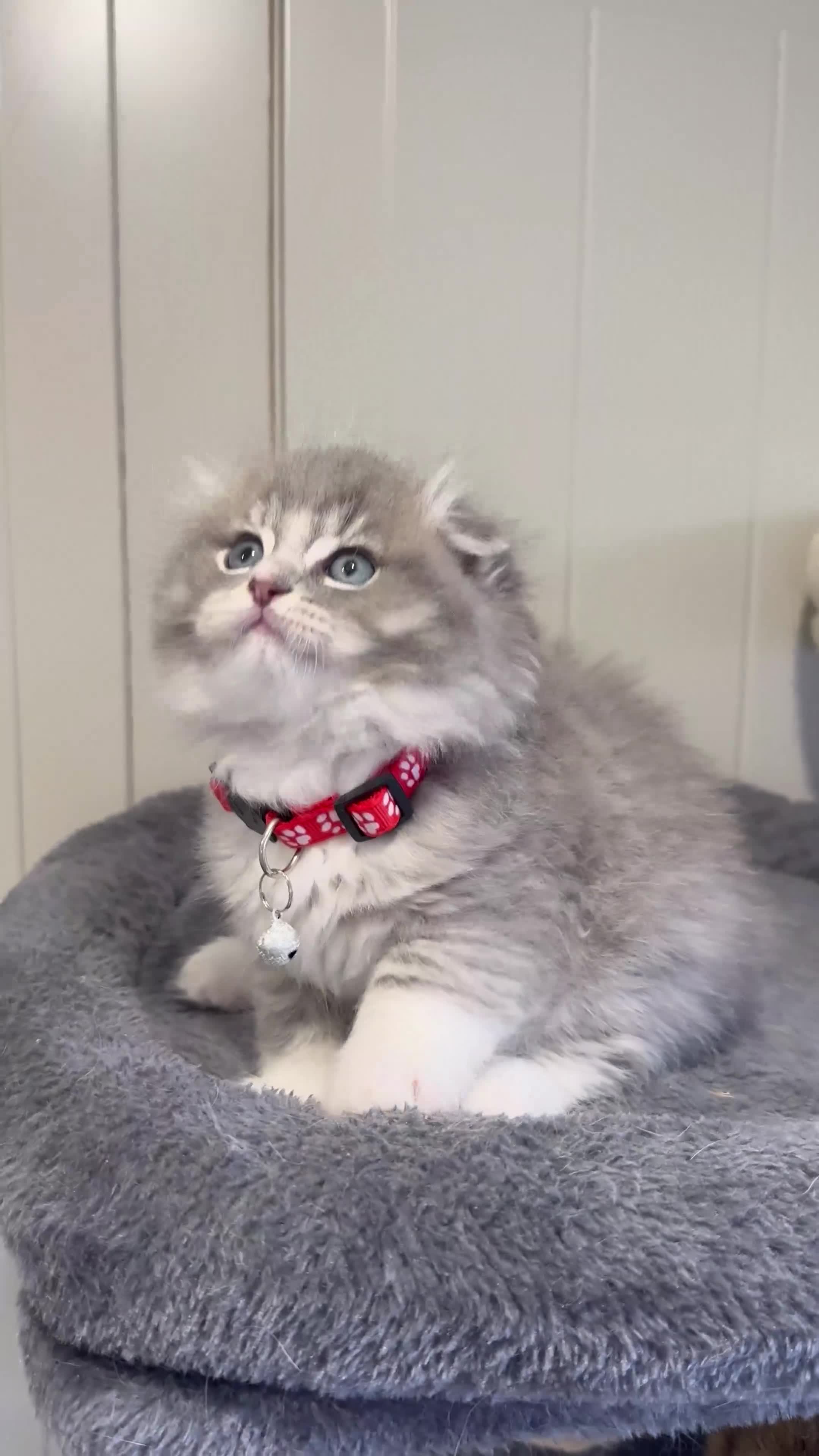 Scottish Fold cats for sale: Stunningly Gorgeous Scottish Fold kitchens - Video 4