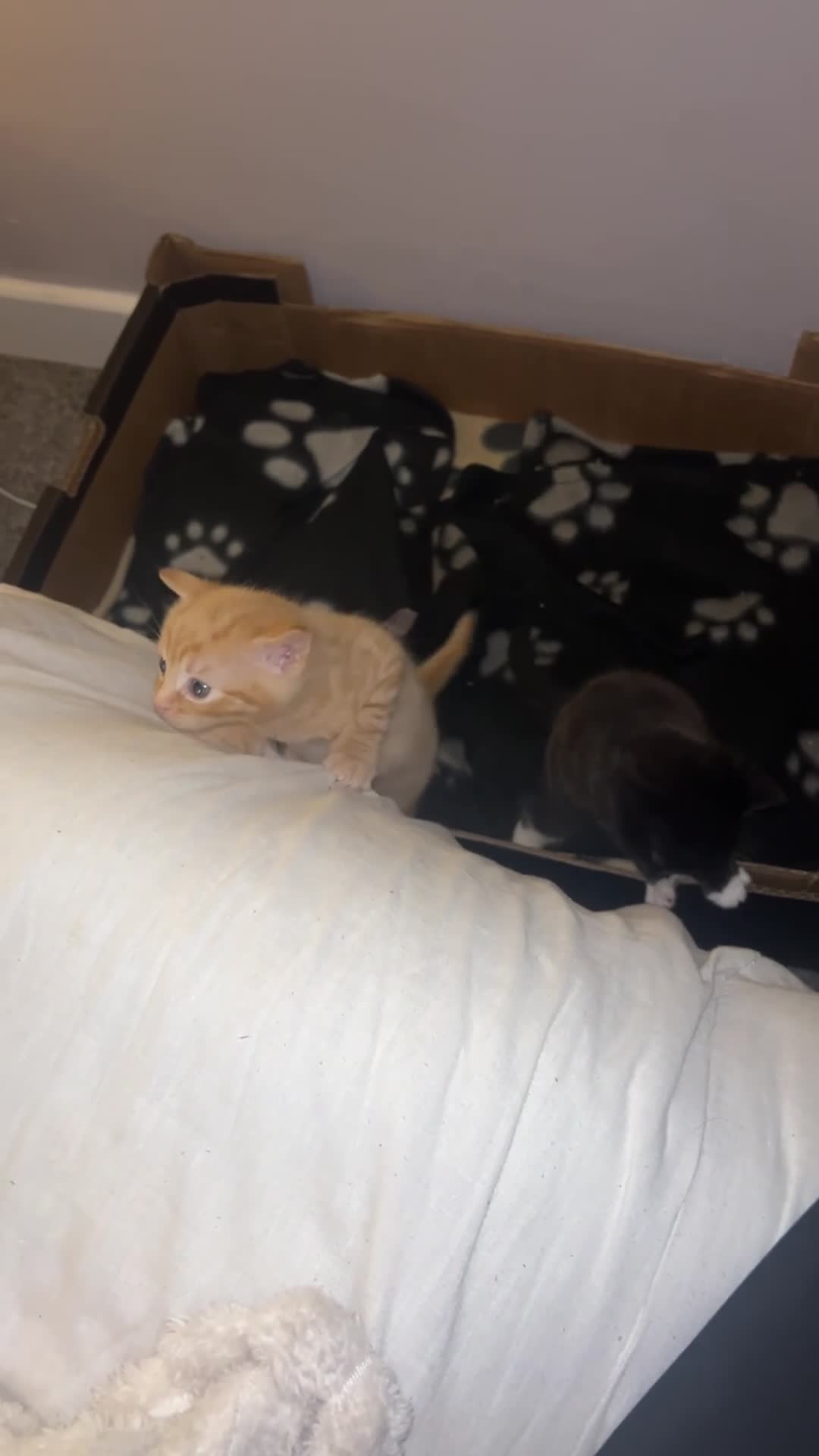 Mixed Breed cats for sale: One male ghost tabby  - Video 1