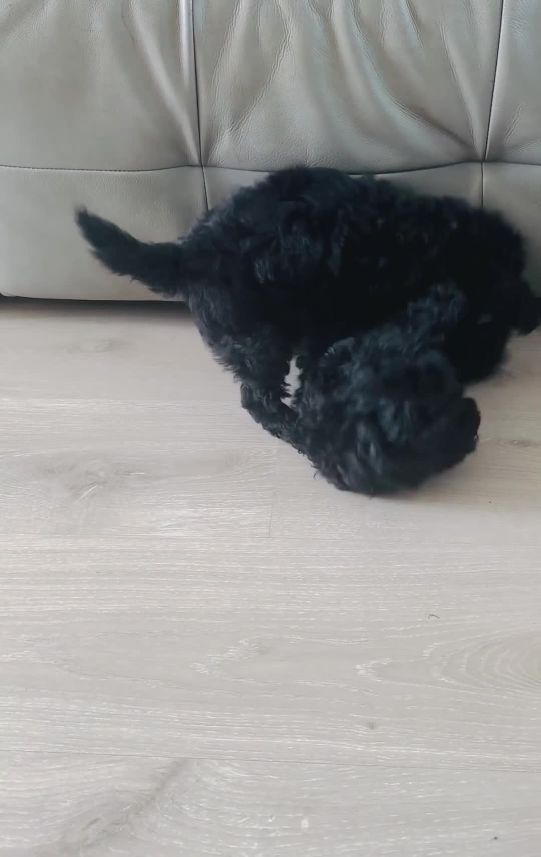 Toy Poodle dogs for sale: Pure Black Toy Poodles Puppies £700  - Video 2