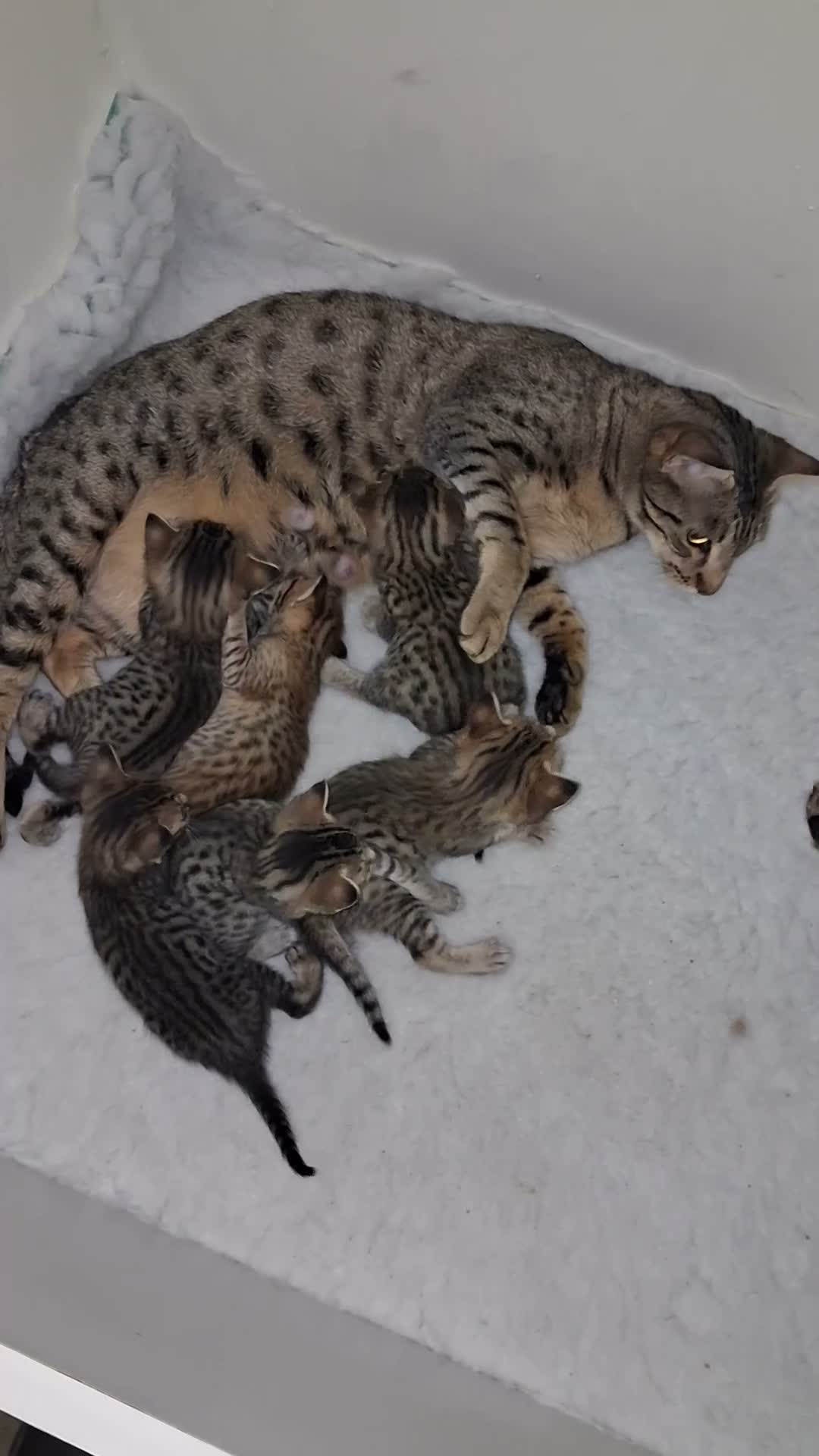 Savannah cats for sale: Super spotty Savannah kittens - Video 1