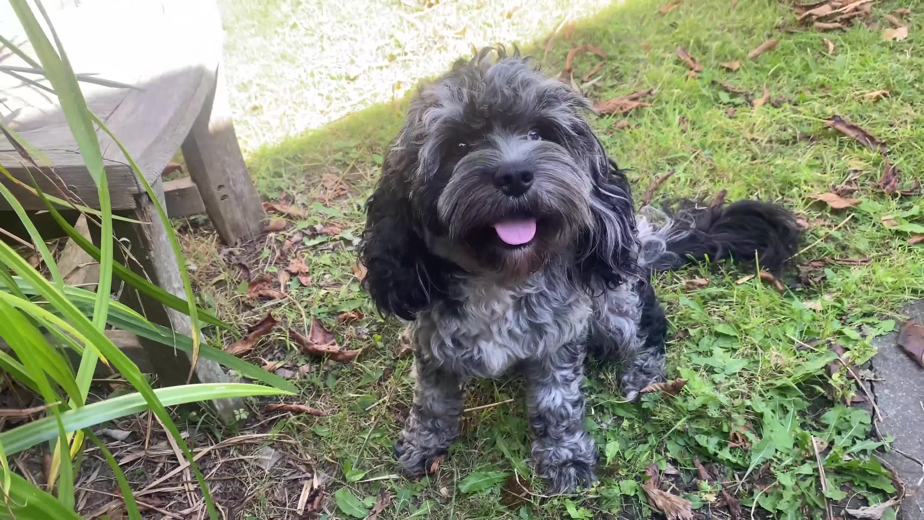 Cavapoo dogs for sale: Cavapoo Stud Dog Bi-Eyed Blue Merle DNA tested  - Video 1
