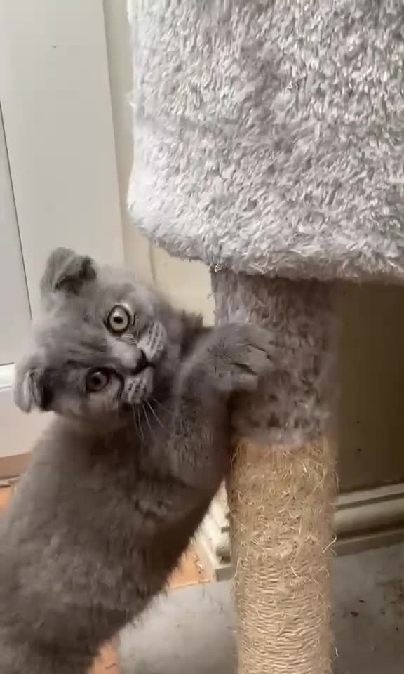 Scottish Fold cats for sale: Scottish Fold Kitten Solid Blue boy left (Folded) - Video 2