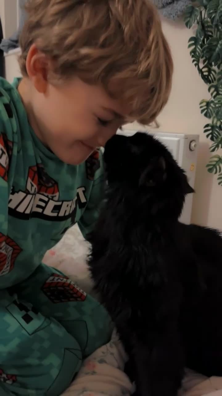 Maine Coon cats for sale: Maine Coon  in Egham - Video 1