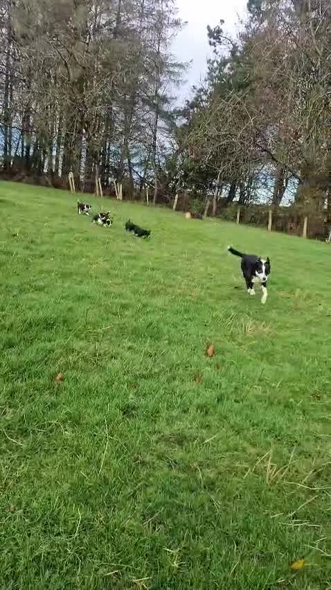 Border Collie dogs for sale: Beautiful border collie pups for sale - Video 1