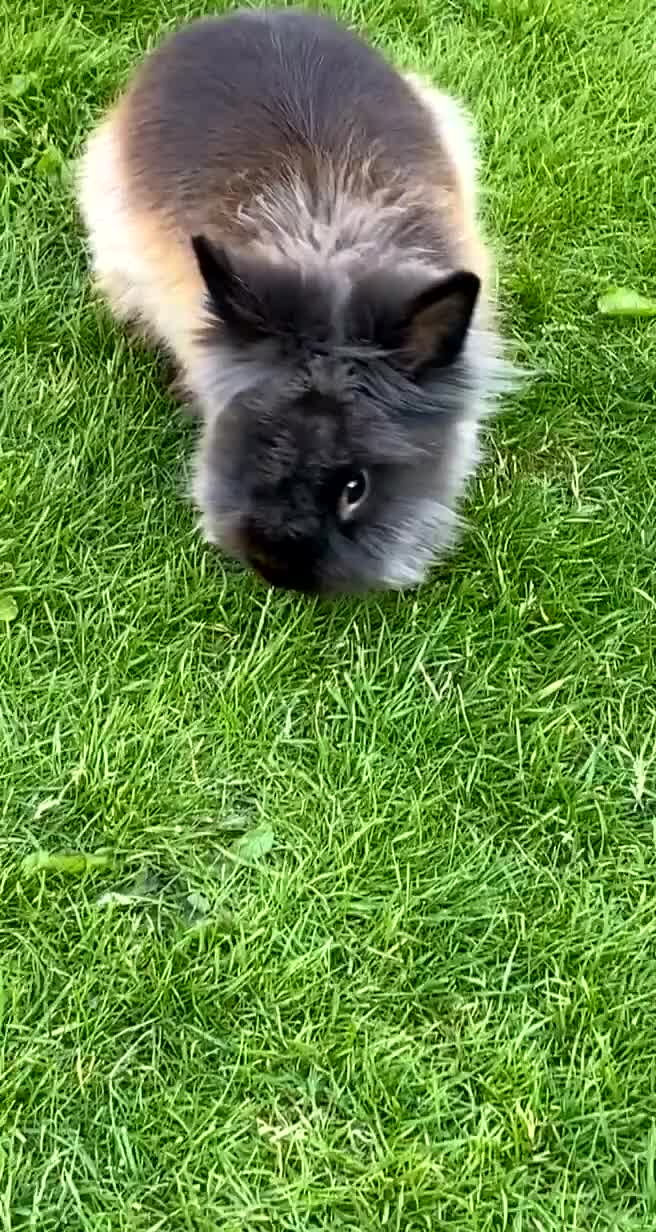 Lionhead rabbits for sale: Rabbit free - Video 2