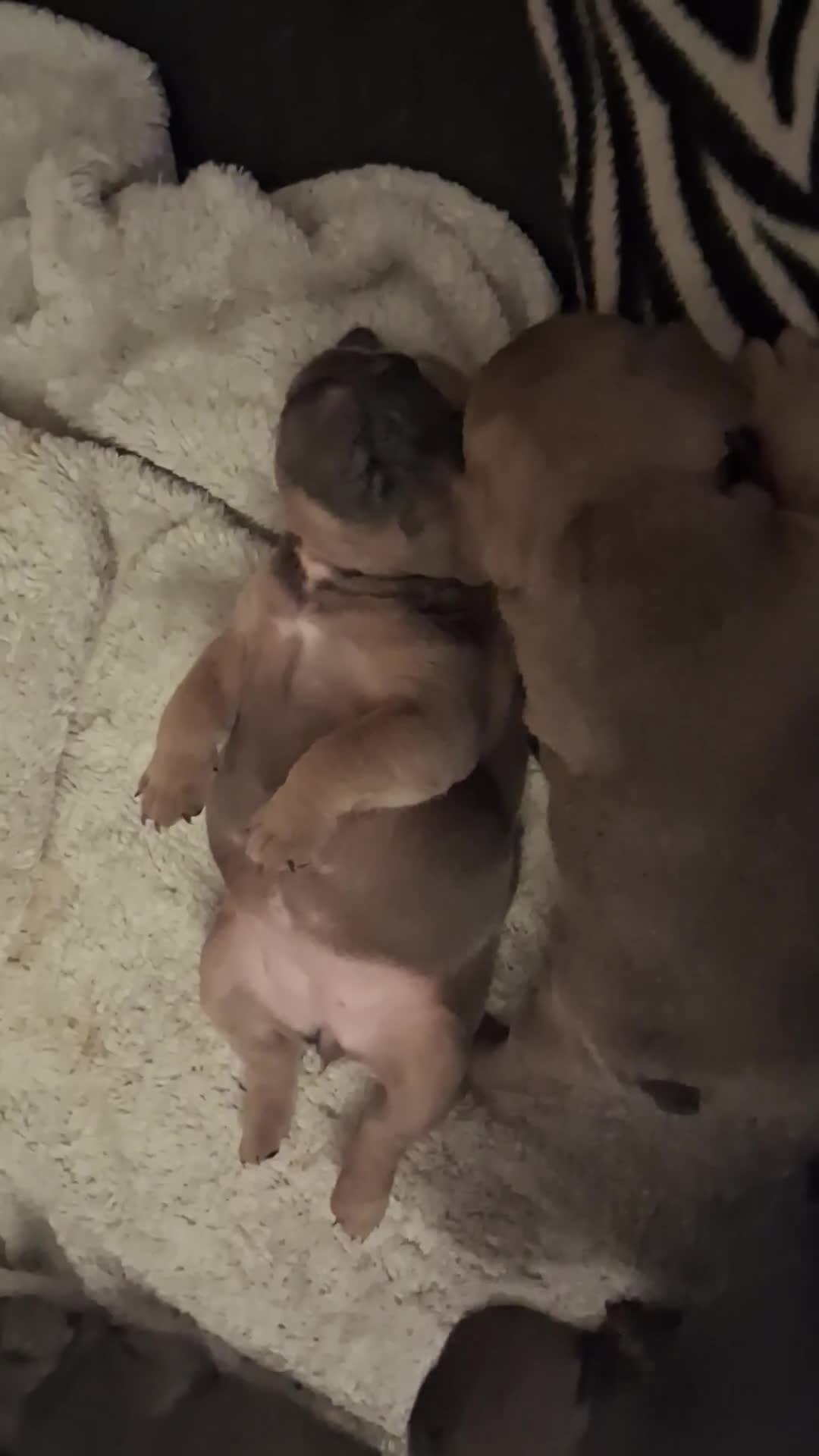 French Bulldog dogs for sale: French bulldogs - Video 1