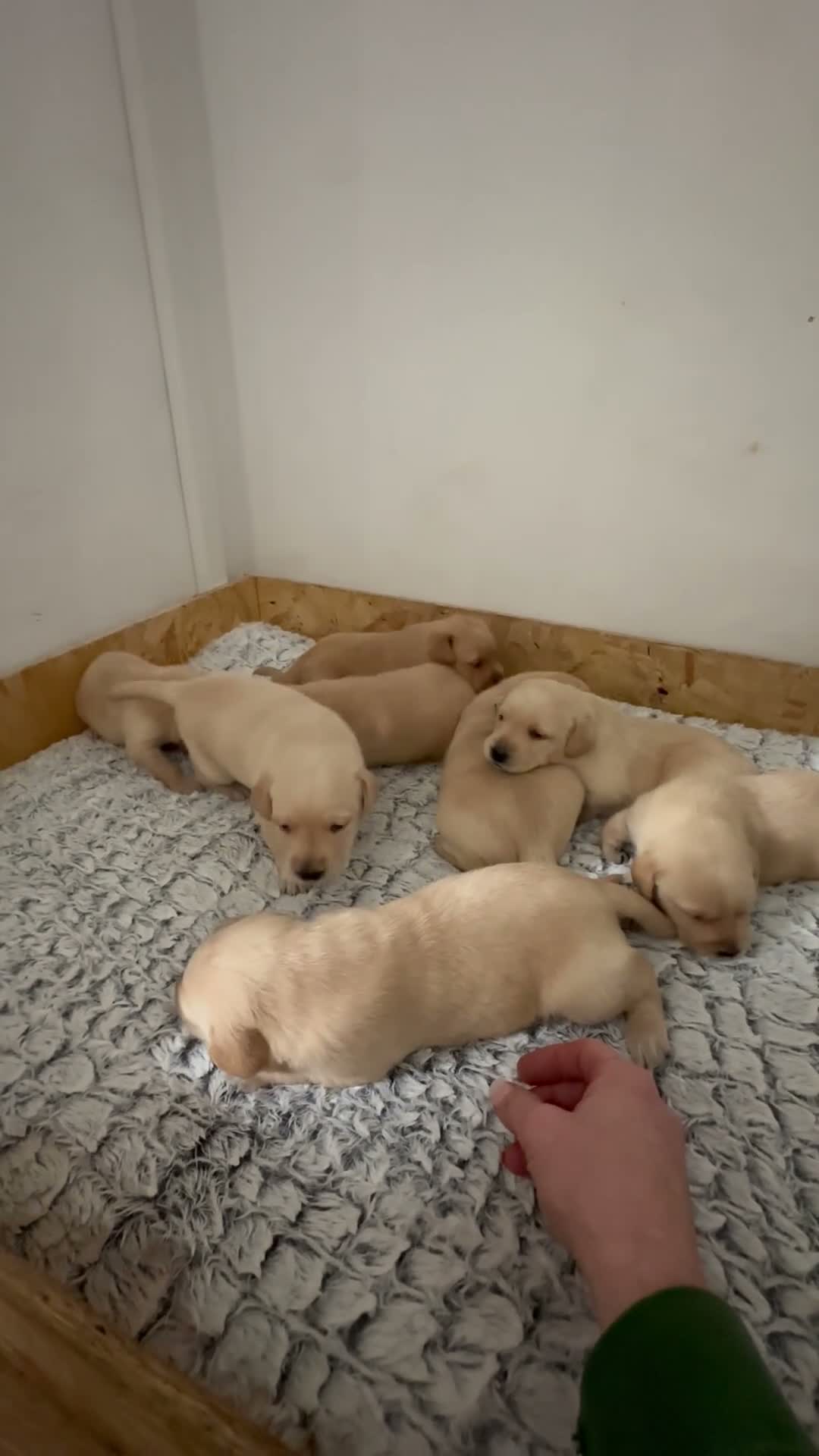 Labrador Retriever dogs for sale: My Labrador Puppys 🐾 - Video 3