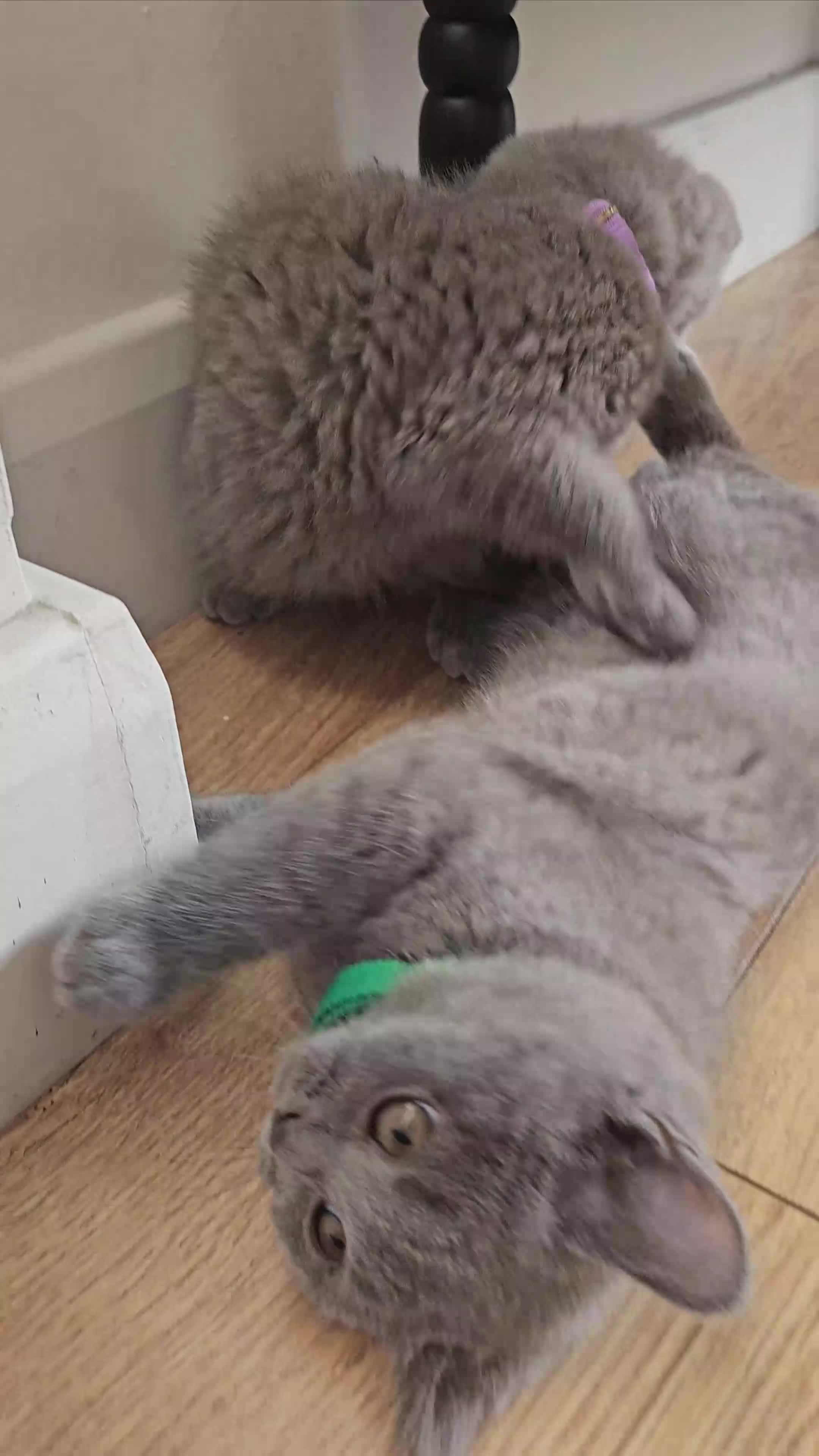 British Shorthair cats for sale: Beautiful Pedigree British Blue Kittens  🐾 - Video 3