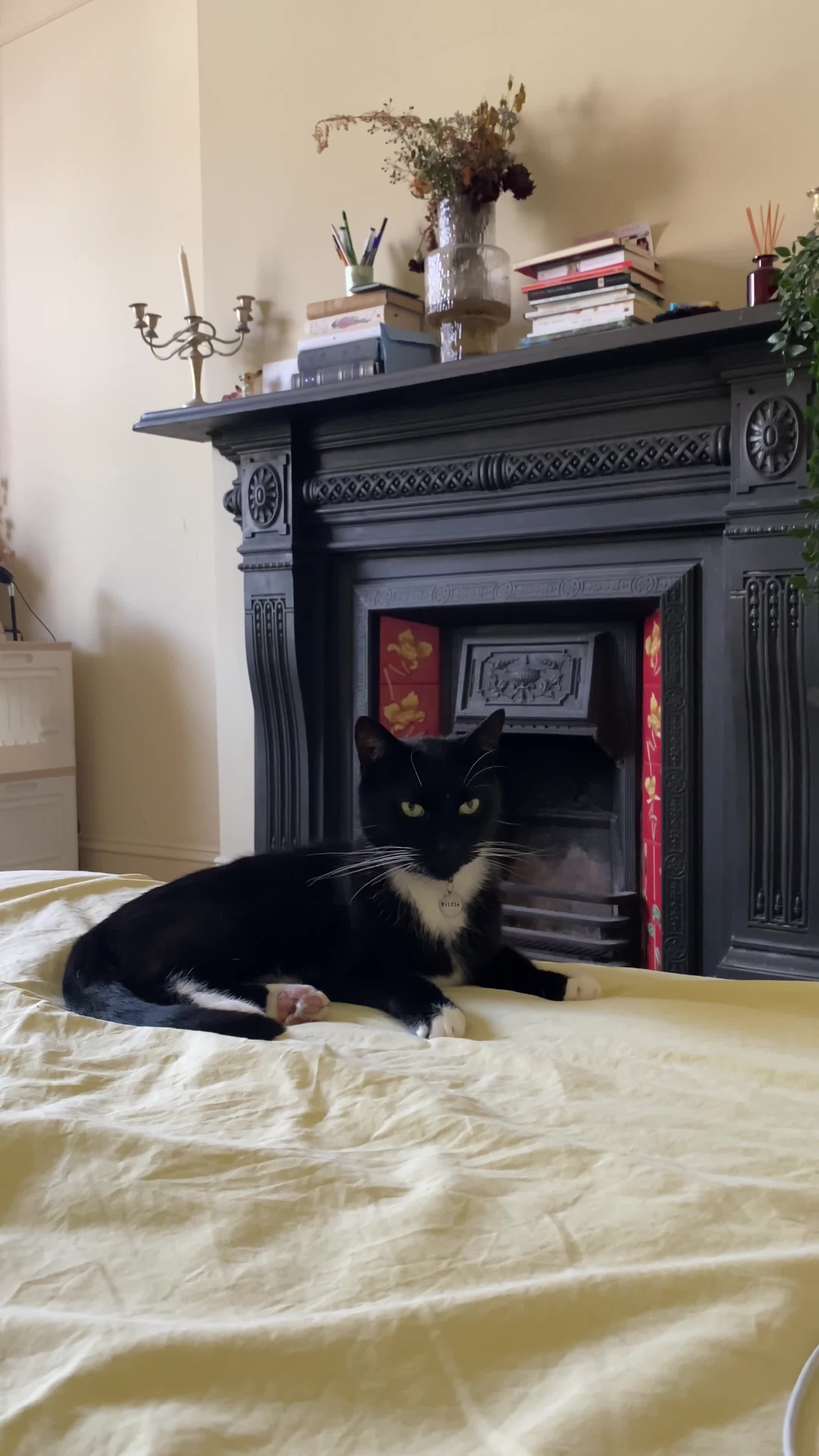 British Shorthair cats for sale: beautiful tuxedo cat - male  - Video 1