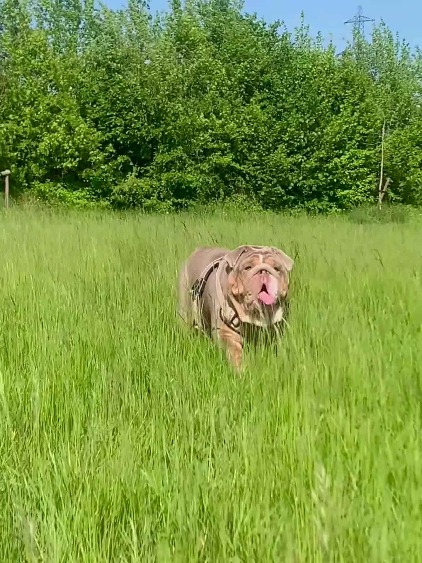 English Bulldog dogs for sale: English bulldog  - Video 2