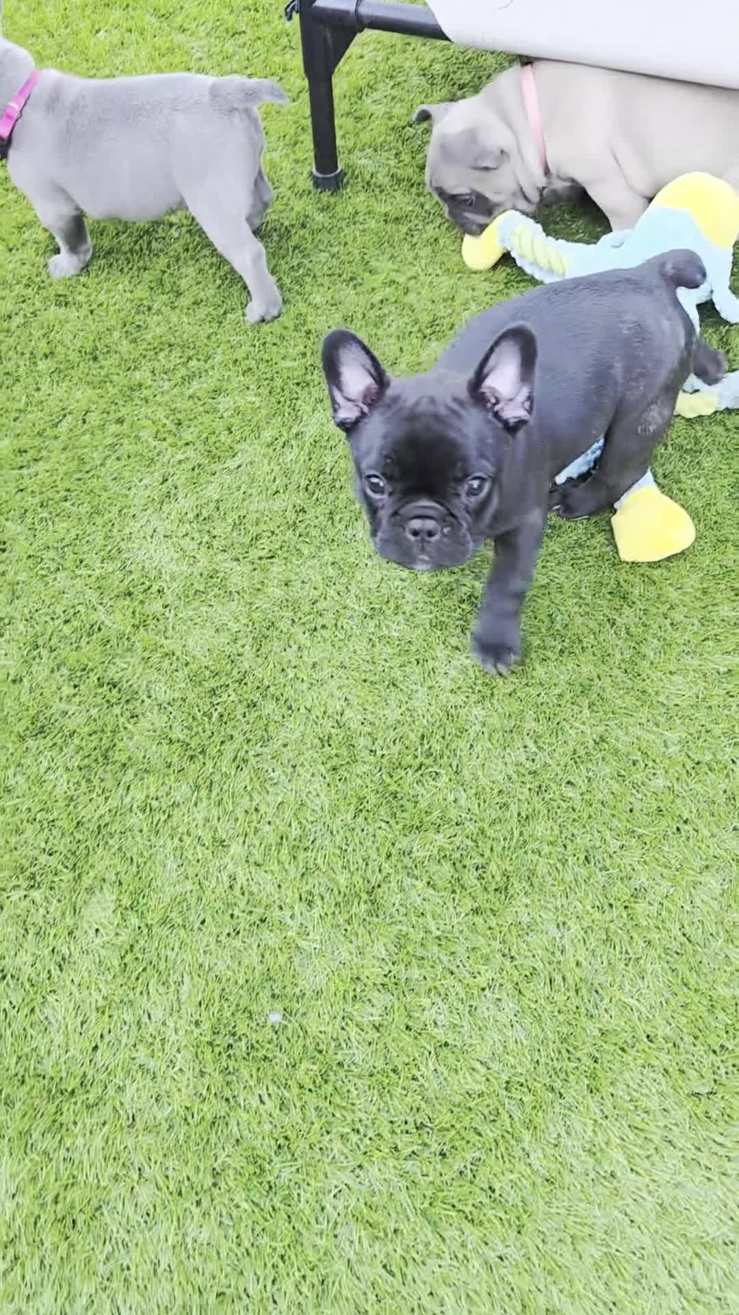 French Bulldog dogs for sale: 💛Bright, Affectionate Brindle Girl 💛Ready Now‼️ - Video 4