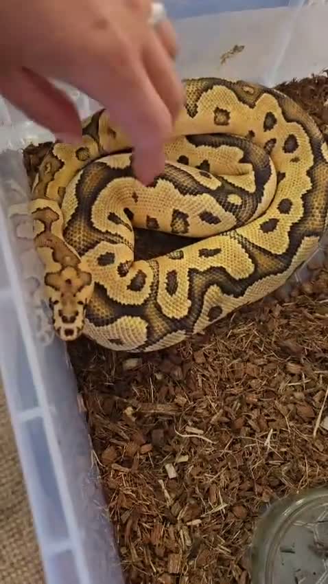 Python Snake reptiles for sale: Quick sale of Ball Python fire clown male  in Oldham - Video 1