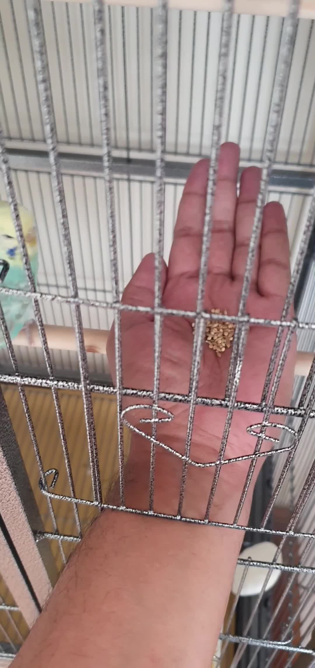 Budgerigars birds for sale: Stunning Rainbow Budgie –(14 Months Old) - Video 1