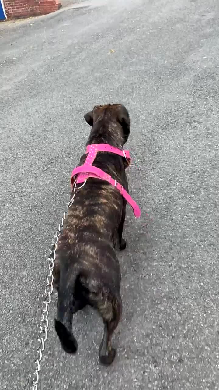Mixed Breed dogs for sale: Cane corso cross Pressa  - Video 1