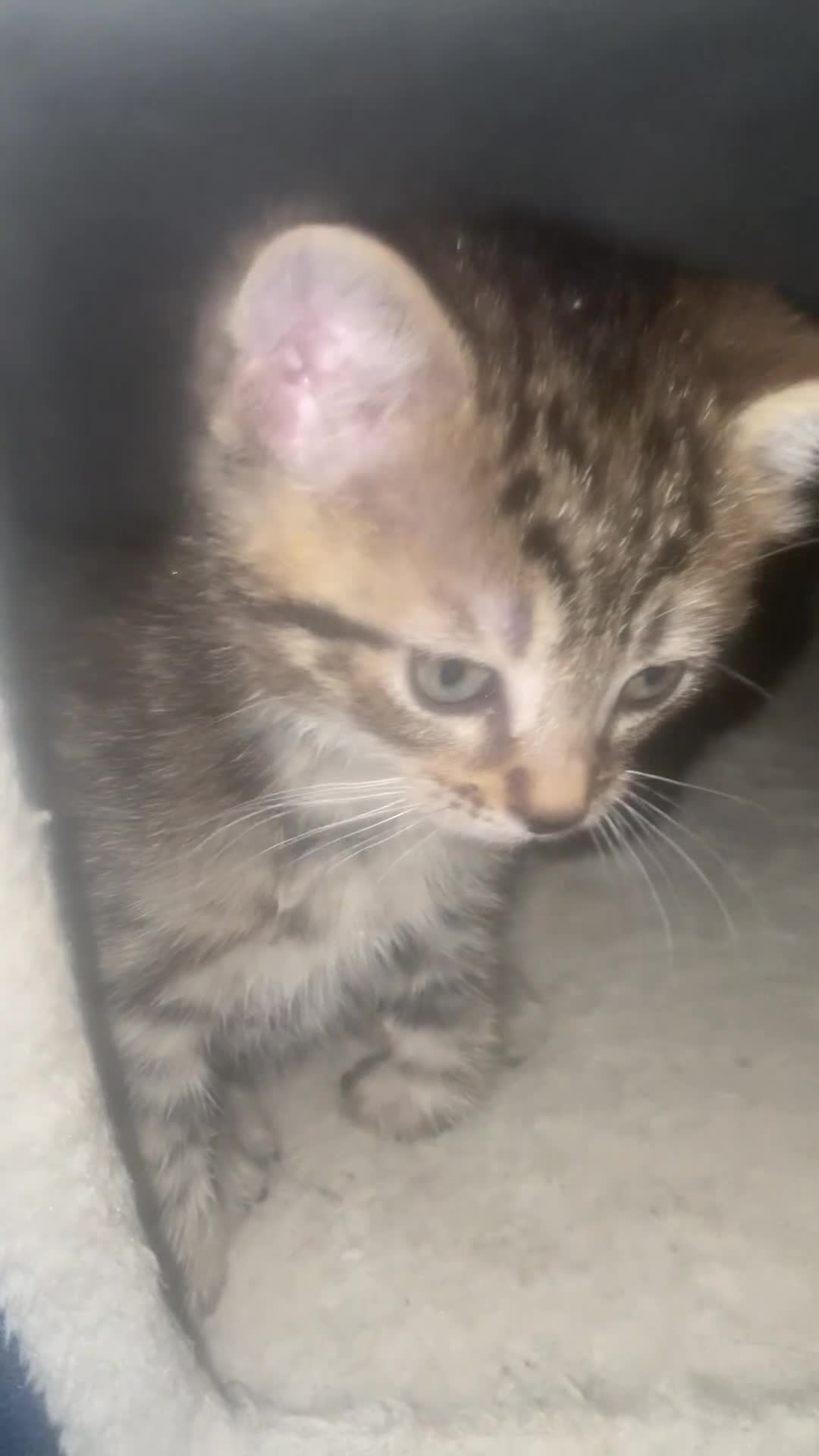 Mixed Breed cats for sale: Beautiful Bengal Kittens Looking for Forever Homes - Video 2