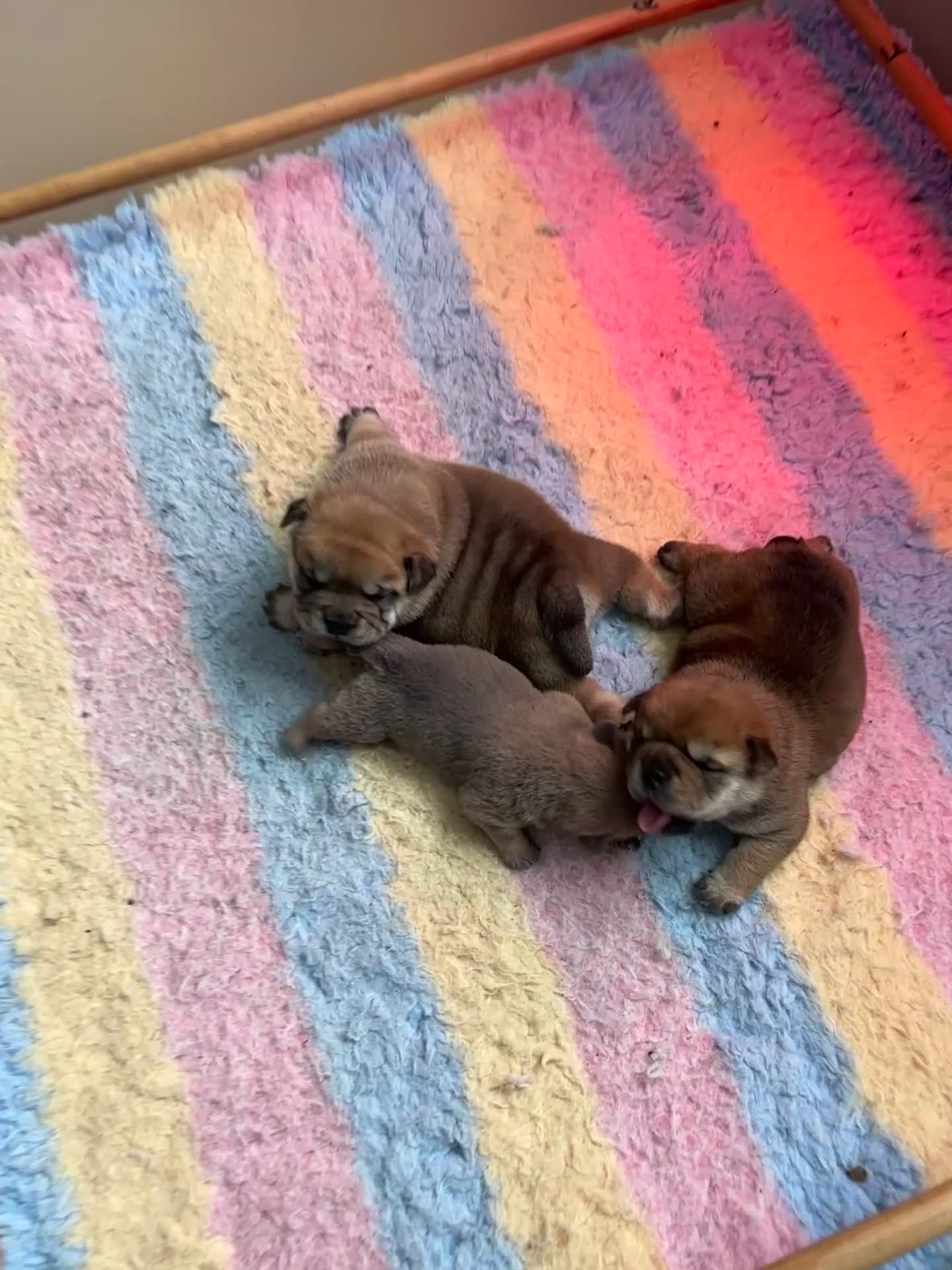 Mixed Breed dogs for sale: Fluffy British Bulldog Cross Chow Puppies – Rare - Video 1